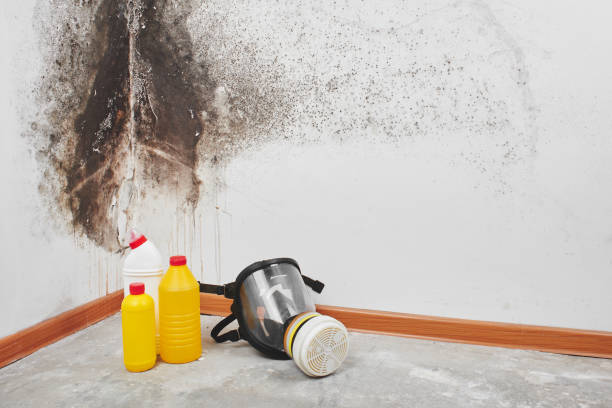 Best Certified Mold Removal  in Frankenmuth, MI