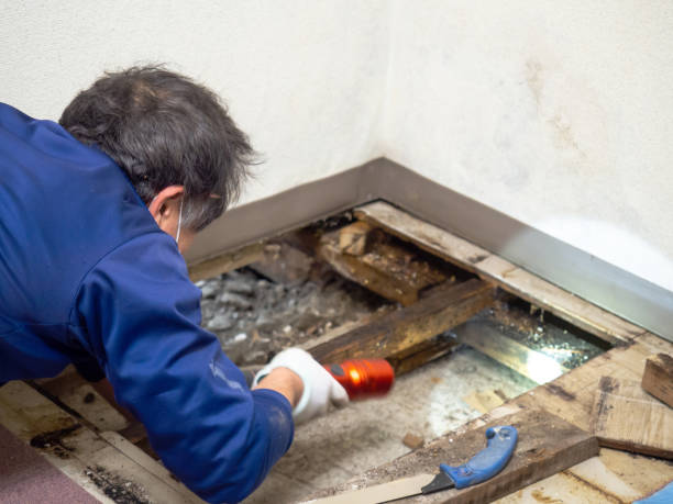 Best Mold Inspection  in Frankenmuth, MI