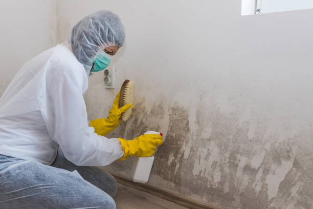 Best Certified Mold Removal  in Frankenmuth, MI