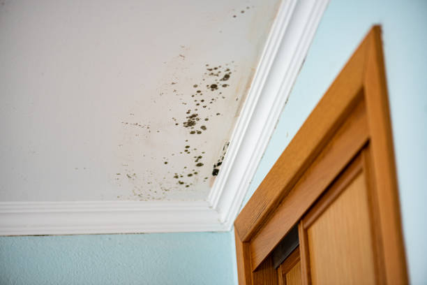 Best Office Mold Removal Services  in Frankenmuth, MI