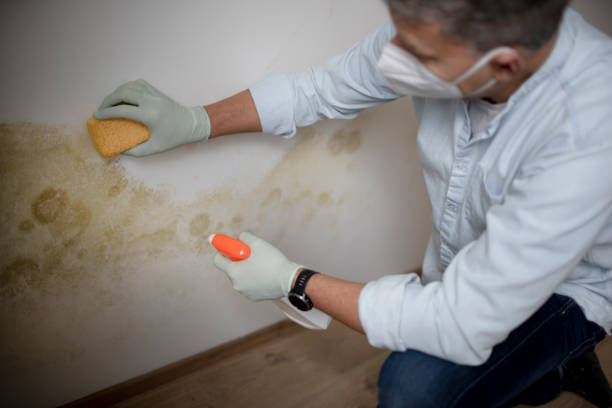 Best Black Mold Removal  in Frankenmuth, MI