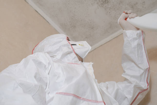 Best Mold Removal Company Near Me  in Frankenmuth, MI