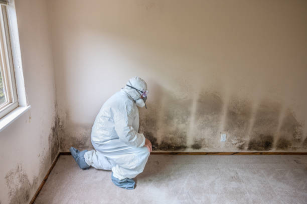 Best Mold Removal Specialists  in Frankenmuth, MI