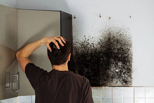 Best Mold Damage Repair  in Frankenmuth, MI