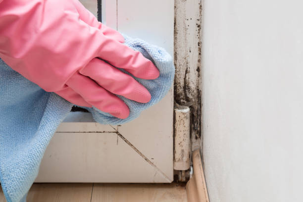 Best Emergency Mold Removal  in Frankenmuth, MI