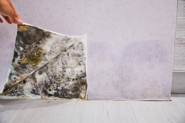 Best Residential Mold Removal  in Frankenmuth, MI
